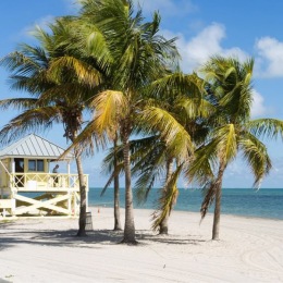 a beach with palm trees